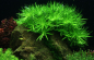 Preview: Heteranthera zosterifolia - Seegrasblättriges Trugkölbchen 1-2-Grow!